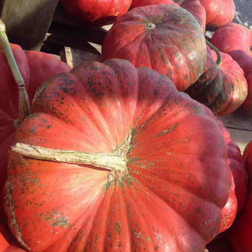 Cinderella Pumpkin